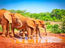 Du Cap au Kruger, echappée en Afrique du Sud