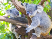 Ma tribu en Australie